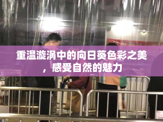 重温漩涡中的向日葵色彩之美，感受自然的魅力