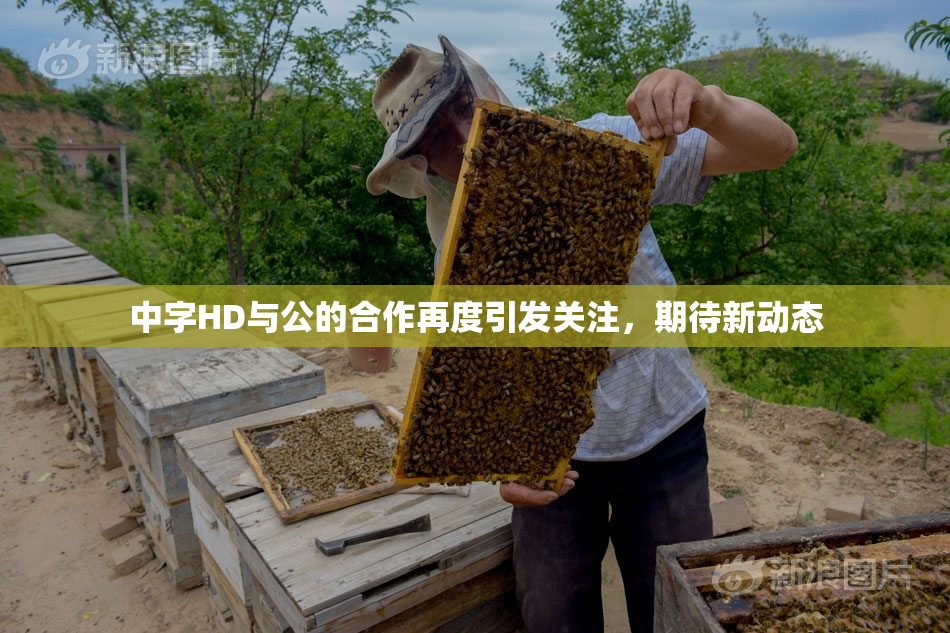 中字HD与公的合作再度引发关注，期待新动态