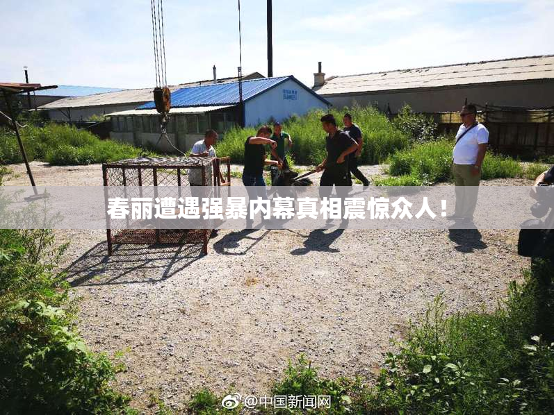 春丽遭遇强暴内幕真相震惊众人！