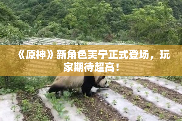 《原神》新角色芙宁正式登场，玩家期待超高！
