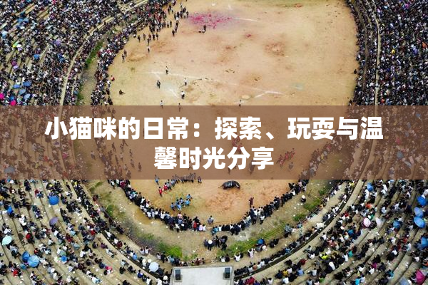 小猫咪的日常：探索、玩耍与温馨时光分享