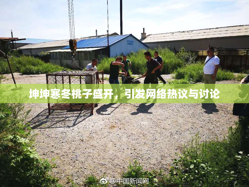 坤坤寒冬桃子盛开，引发网络热议与讨论