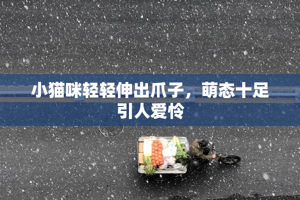 小猫咪轻轻伸出爪子，萌态十足引人爱怜