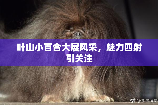 叶山小百合大展风采，魅力四射引关注