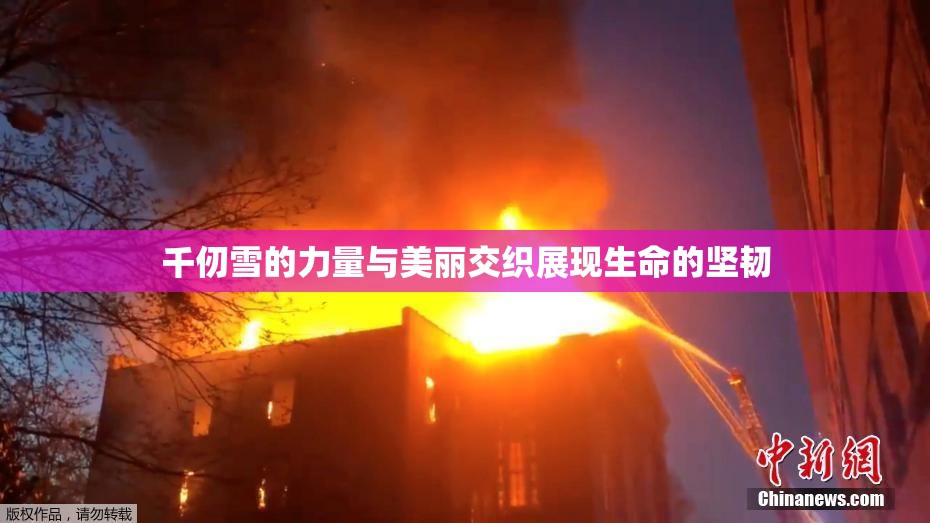 千仞雪的力量与美丽交织展现生命的坚韧