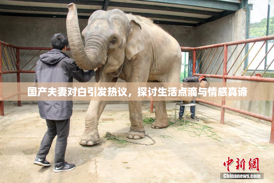 国产夫妻对白引发热议，探讨生活点滴与情感真谛