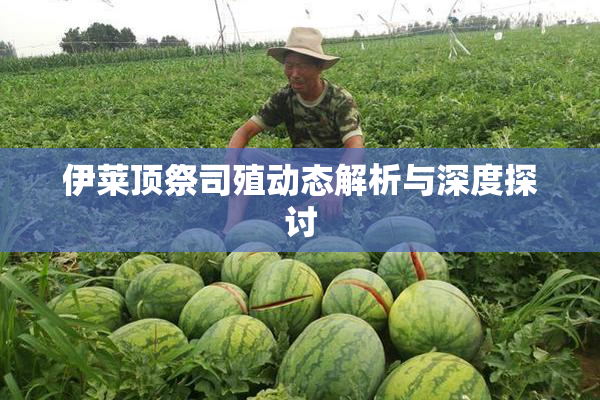 伊莱顶祭司殖动态解析与深度探讨
