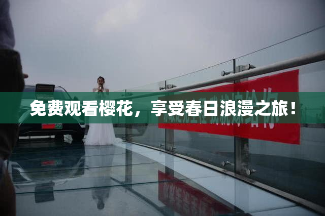 免费观看樱花，享受春日浪漫之旅！