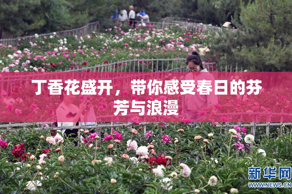 丁香花盛开，带你感受春日的芬芳与浪漫