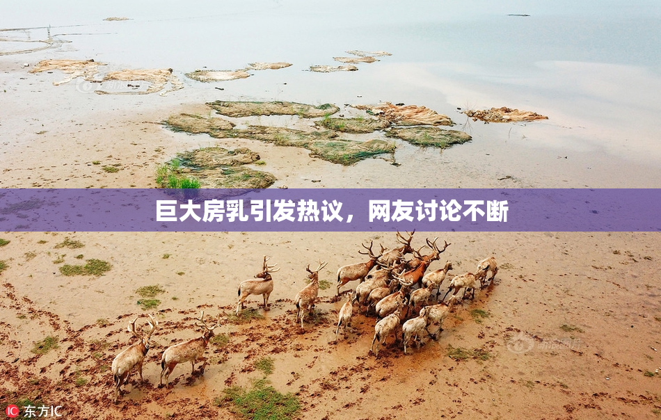 巨大房乳引发热议，网友讨论不断