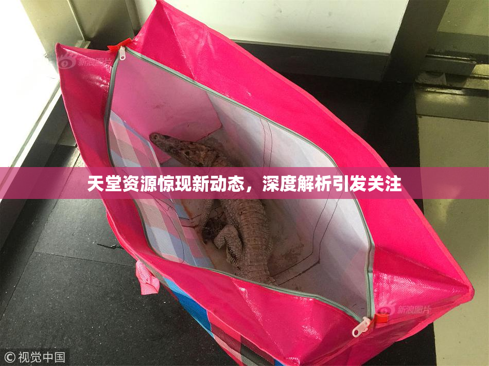 天堂资源惊现新动态，深度解析引发关注