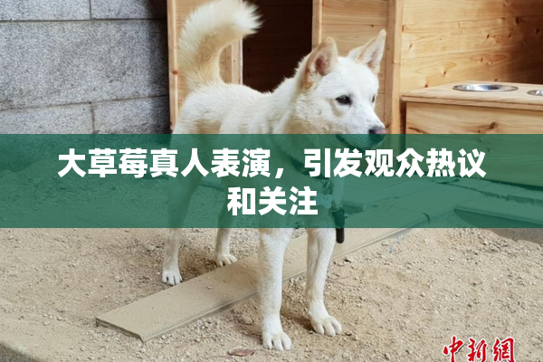大草莓真人表演，引发观众热议和关注