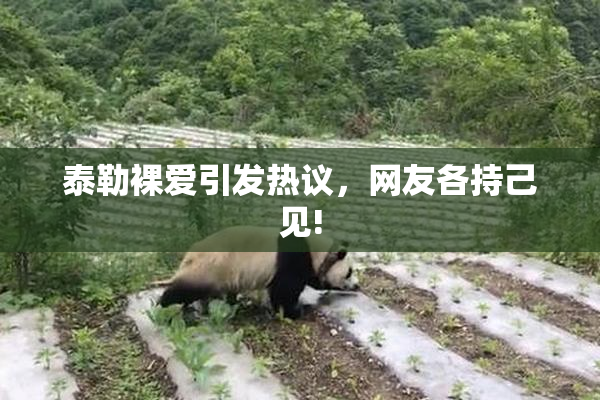 泰勒裸爱引发热议，网友各持己见!