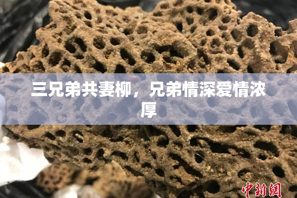 三兄弟共妻柳，兄弟情深爱情浓厚
