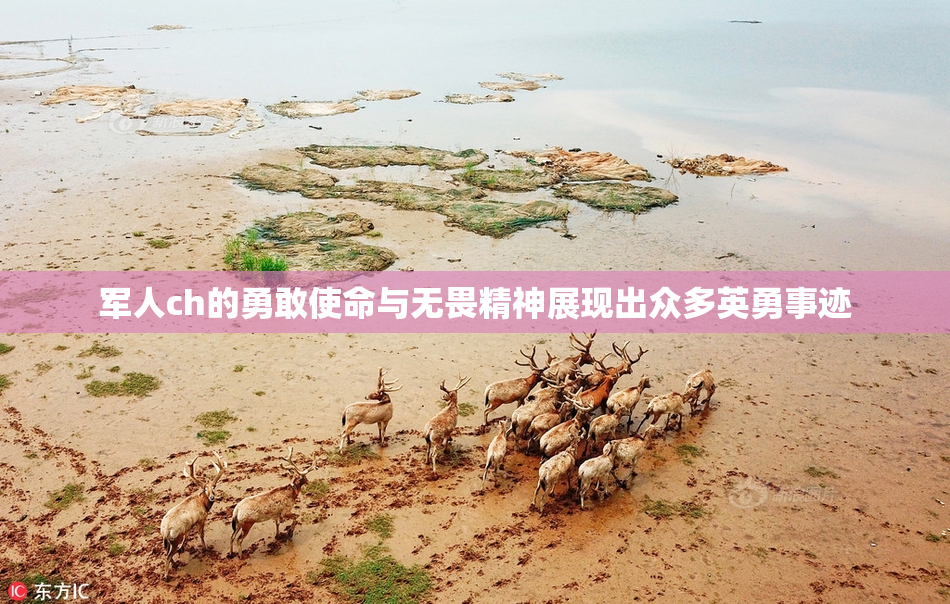 军人ch的勇敢使命与无畏精神展现出众多英勇事迹