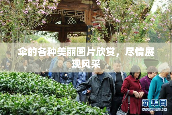 伞的各种美丽图片欣赏，尽情展现风采