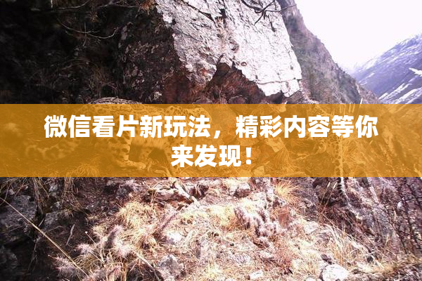 微信看片新玩法，精彩内容等你来发现！
