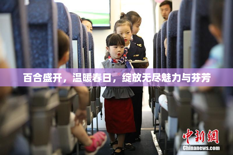 百合盛开，温暖春日，绽放无尽魅力与芬芳