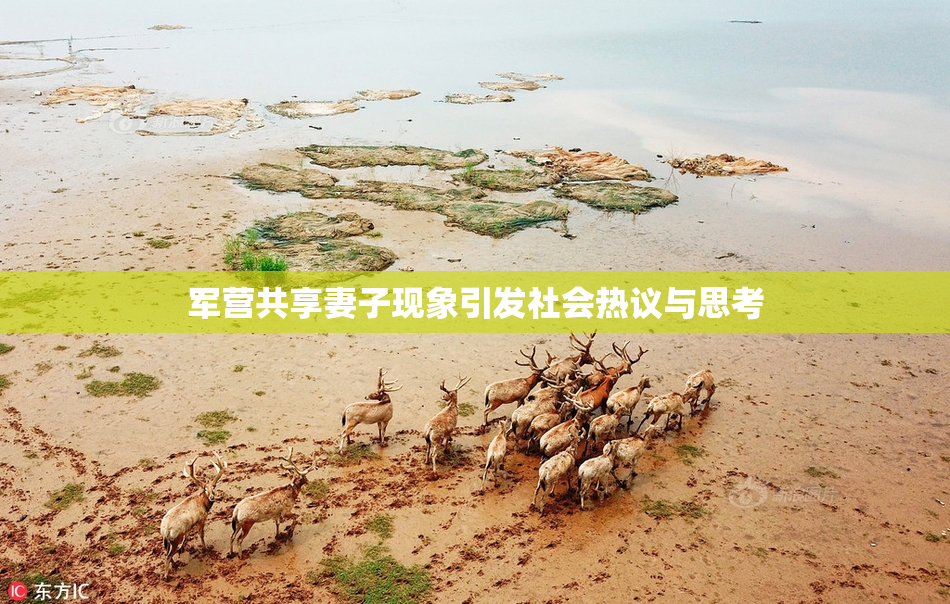 军营共享妻子现象引发社会热议与思考