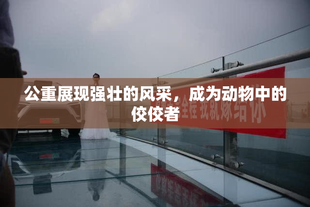 公重展现强壮的风采，成为动物中的佼佼者