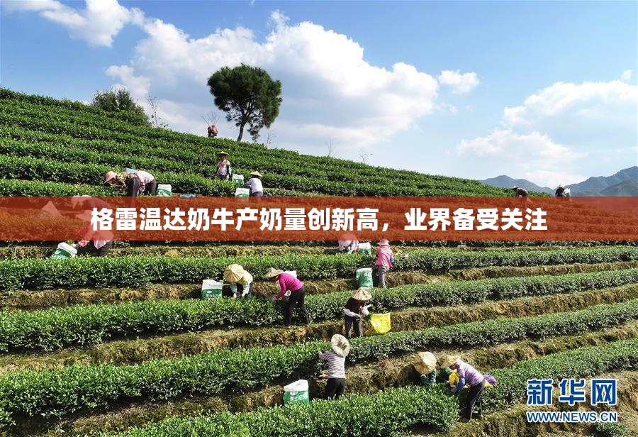 格雷温达奶牛产奶量创新高，业界备受关注