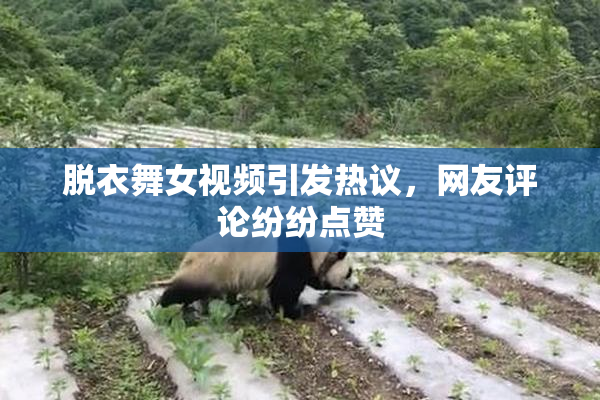 脱衣舞女视频引发热议，网友评论纷纷点赞