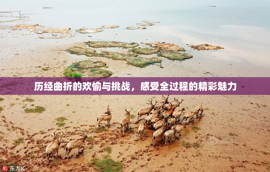 历经曲折的欢愉与挑战，感受全过程的精彩魅力