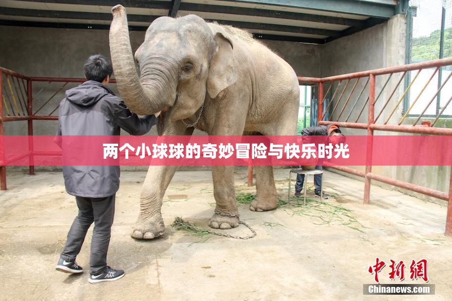 两个小球球的奇妙冒险与快乐时光