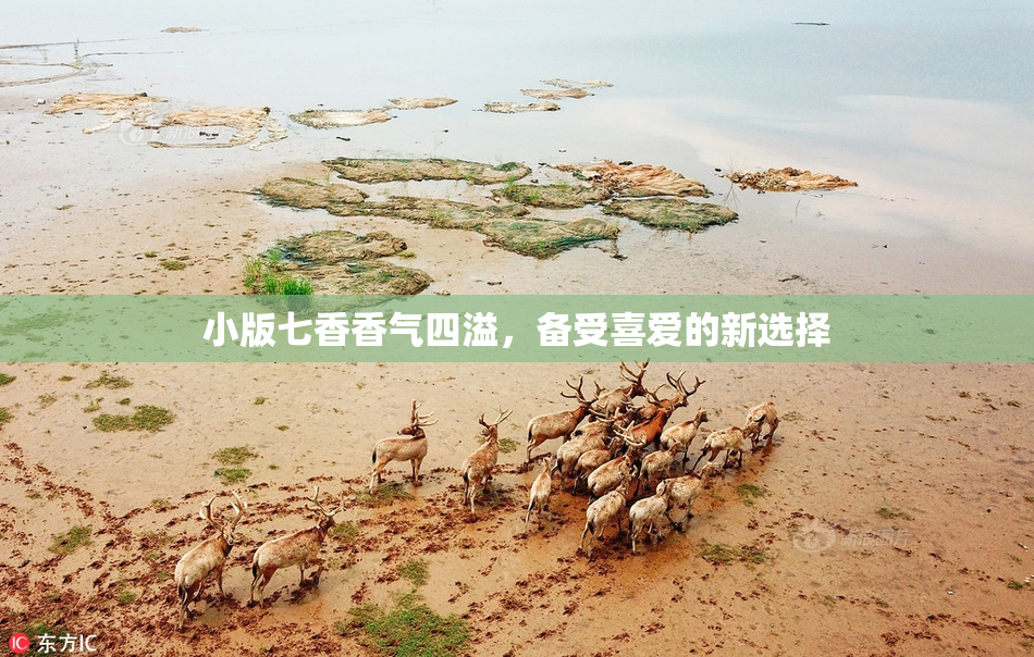 小版七香香气四溢，备受喜爱的新选择