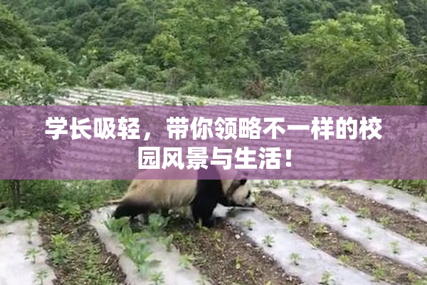 学长吸轻，带你领略不一样的校园风景与生活！