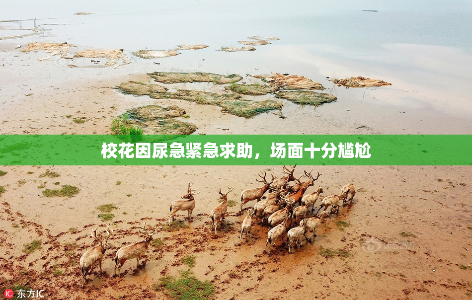 校花因尿急紧急求助，场面十分尴尬