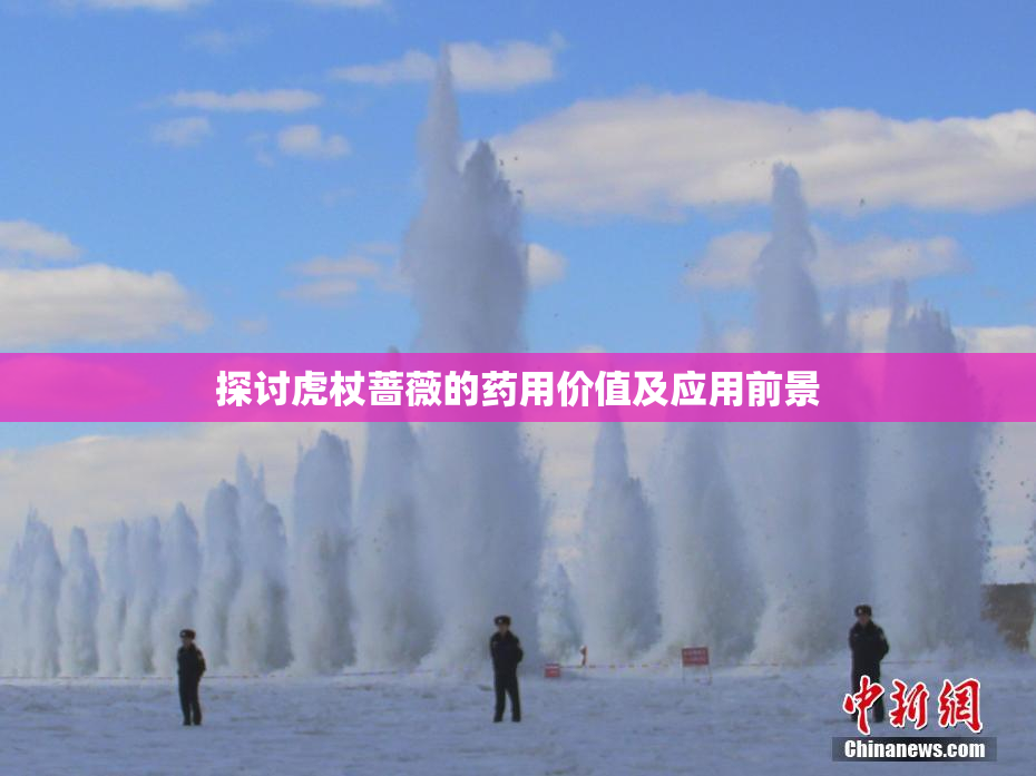 探讨虎杖蔷薇的药用价值及应用前景