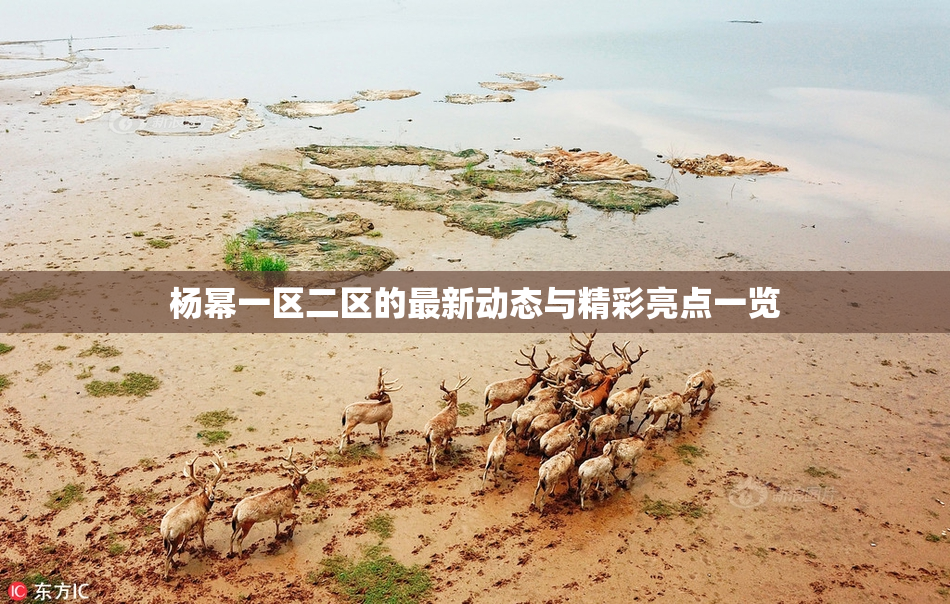 杨幂一区二区的最新动态与精彩亮点一览