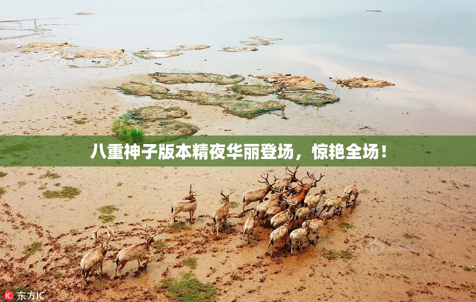 八重神子版本精夜华丽登场，惊艳全场！