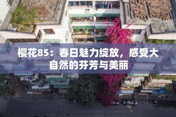 樱花85：春日魅力绽放，感受大自然的芬芳与美丽