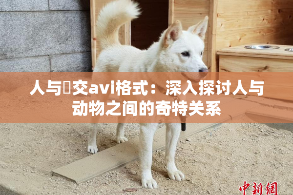 人与嘼交avi格式：深入探讨人与动物之间的奇特关系