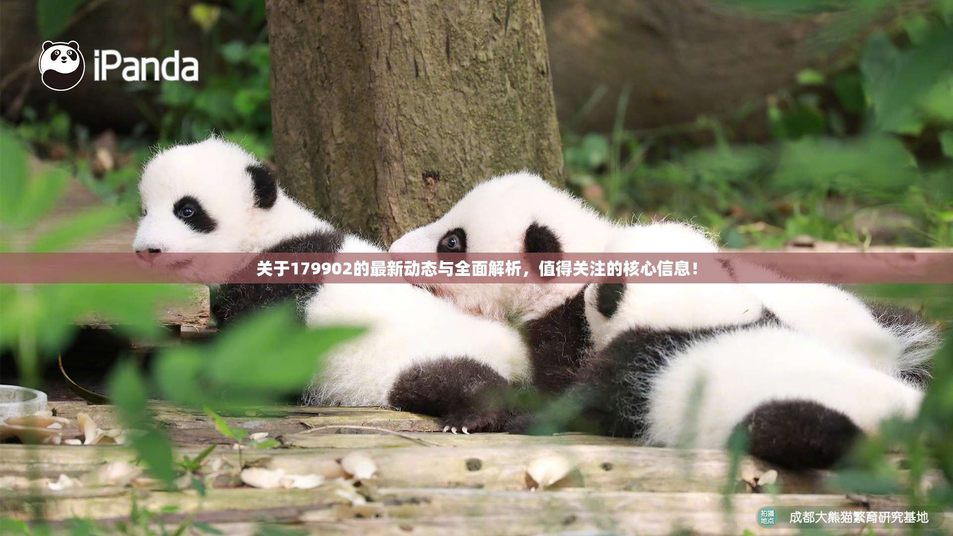 关于179902的最新动态与全面解析，值得关注的核心信息！