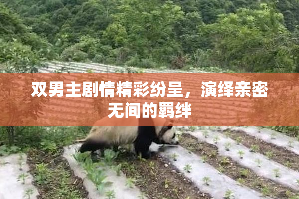 双男主剧情精彩纷呈，演绎亲密无间的羁绊