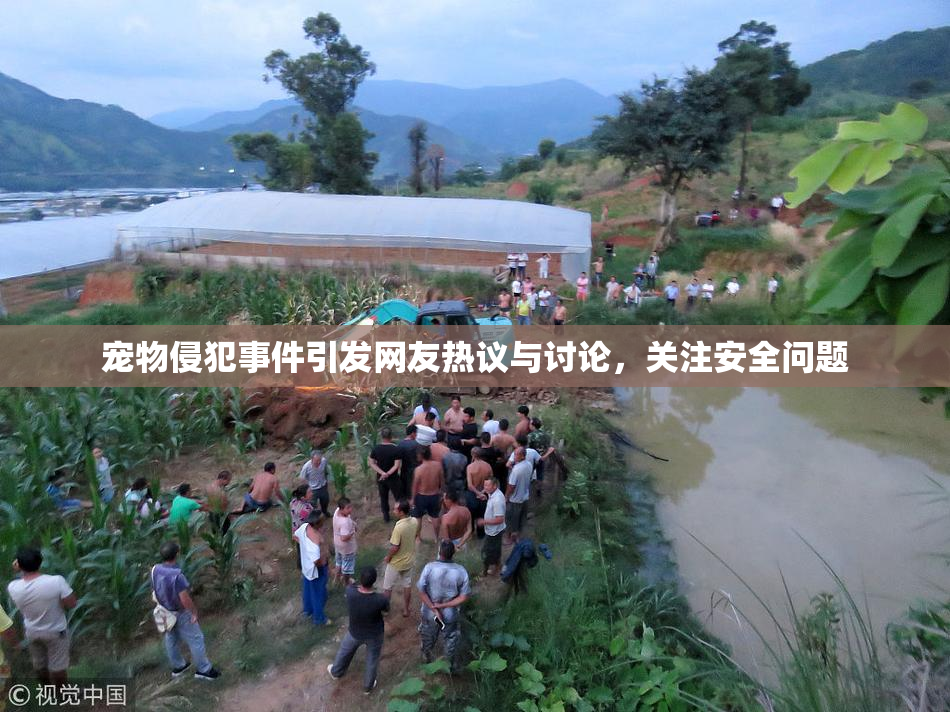 宠物侵犯事件引发网友热议与讨论，关注安全问题
