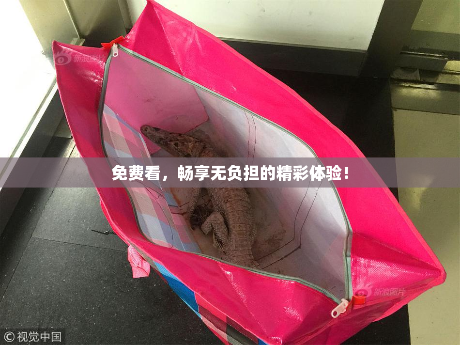 免费看，畅享无负担的精彩体验！