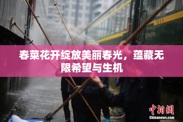 春菜花开绽放美丽春光，蕴藏无限希望与生机