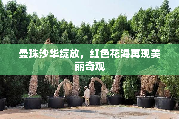 曼珠沙华绽放，红色花海再现美丽奇观