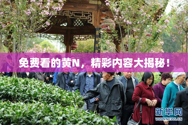 免费看的黄Ν，精彩内容大揭秘！