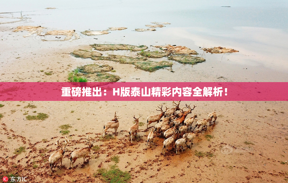 重磅推出：H版泰山精彩内容全解析！