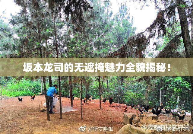 坂本龙司的无遮掩魅力全貌揭秘！
