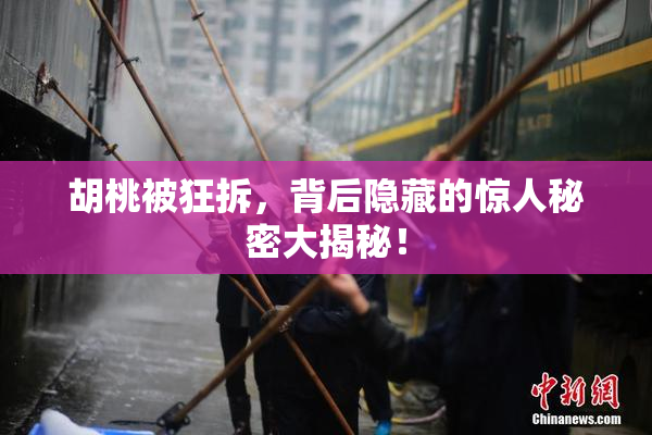 胡桃被狂拆，背后隐藏的惊人秘密大揭秘！