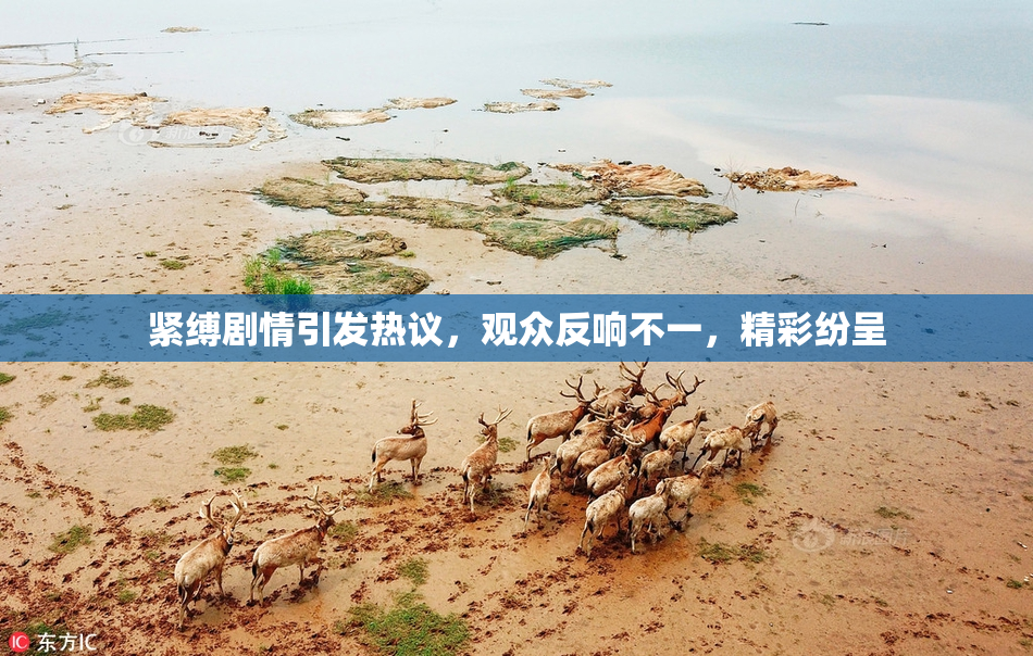 紧缚剧情引发热议，观众反响不一，精彩纷呈
