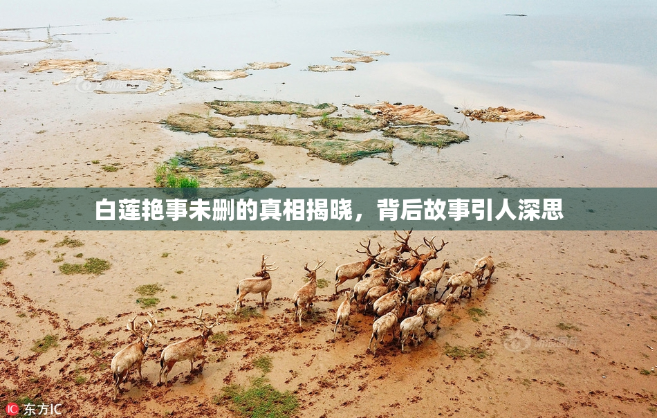 白莲艳事未删的真相揭晓，背后故事引人深思