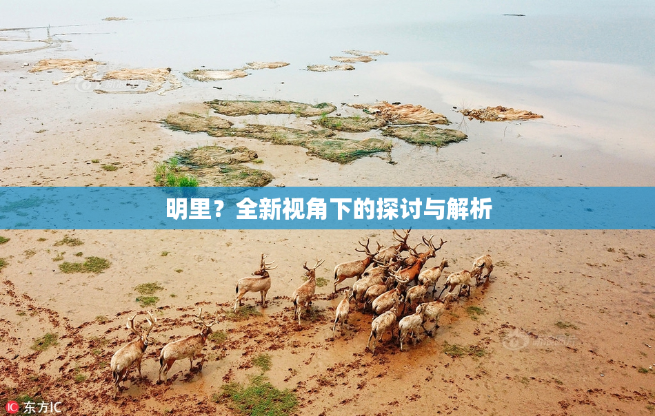 明里？全新视角下的探讨与解析