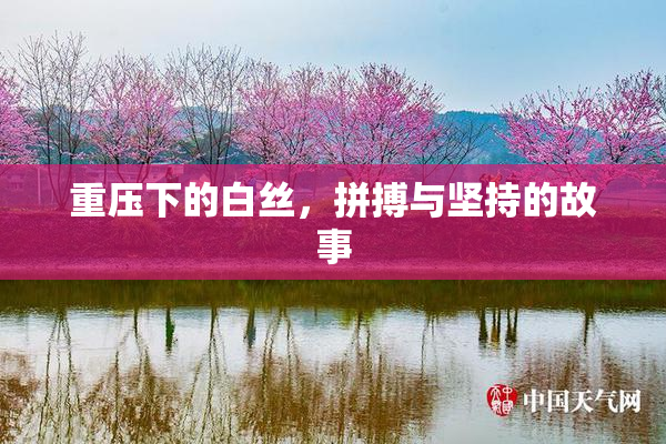 重压下的白丝，拼搏与坚持的故事